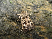 6th Aug 2014 - Antler moth 