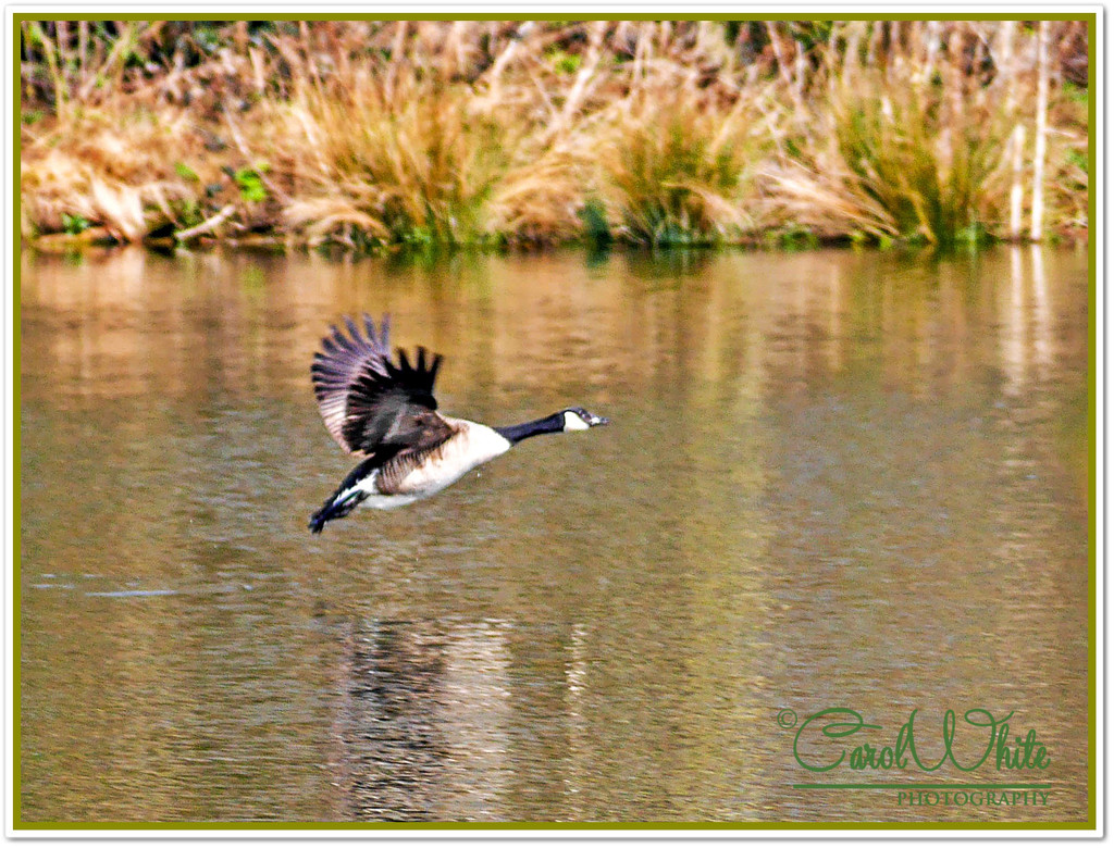 Canada Goose In Flight by carolmw