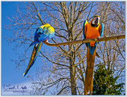 29th Apr 2015 - Macaws
