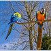 Macaws by carolmw
