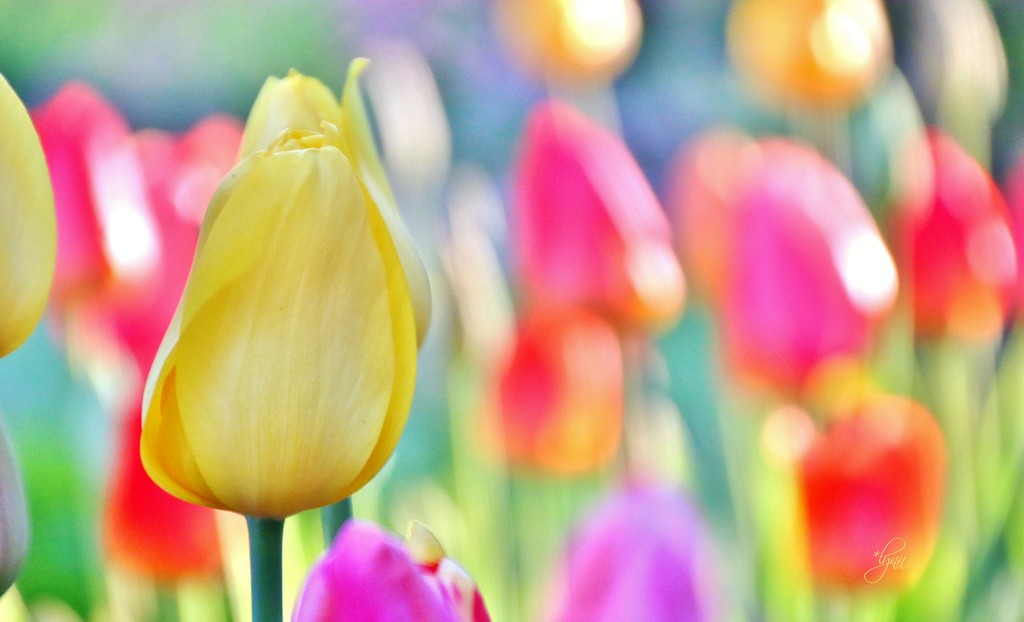 Sunny Tulips by lynnz