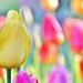 Sunny Tulips by lynnz