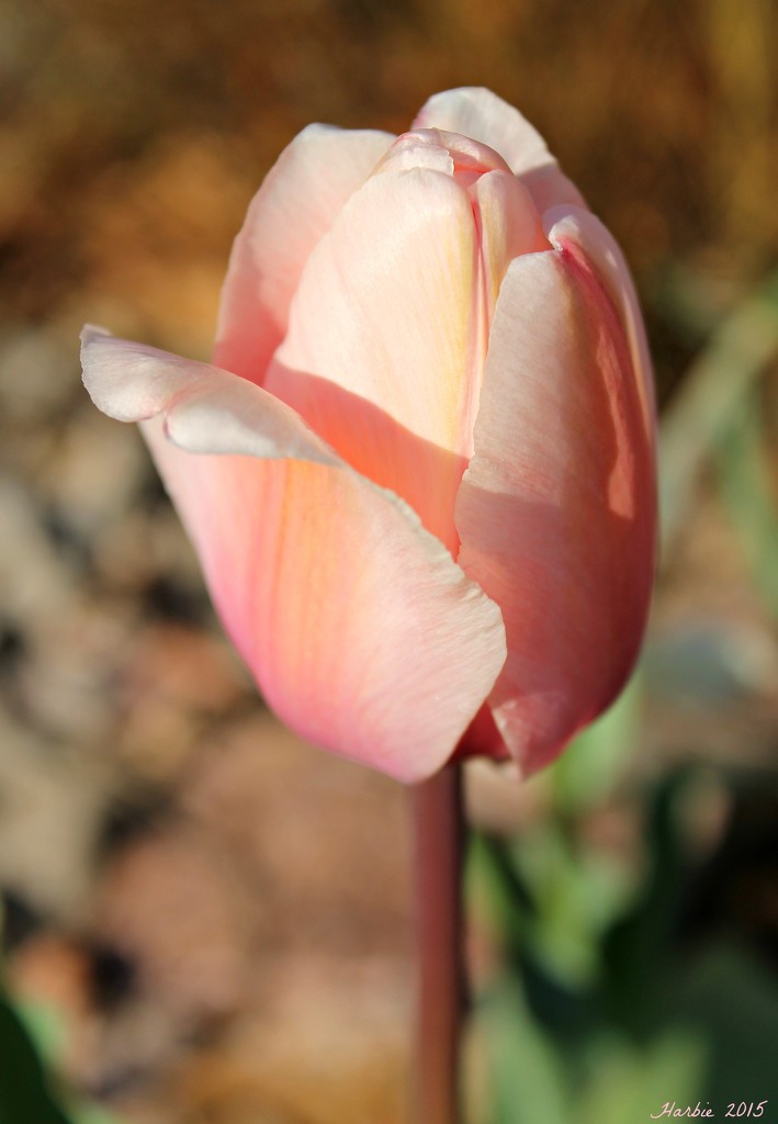 Pastel Tulip by harbie