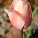 Pastel Tulip by harbie