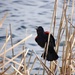 Red-Winged Blackbird by sunnygreenwood