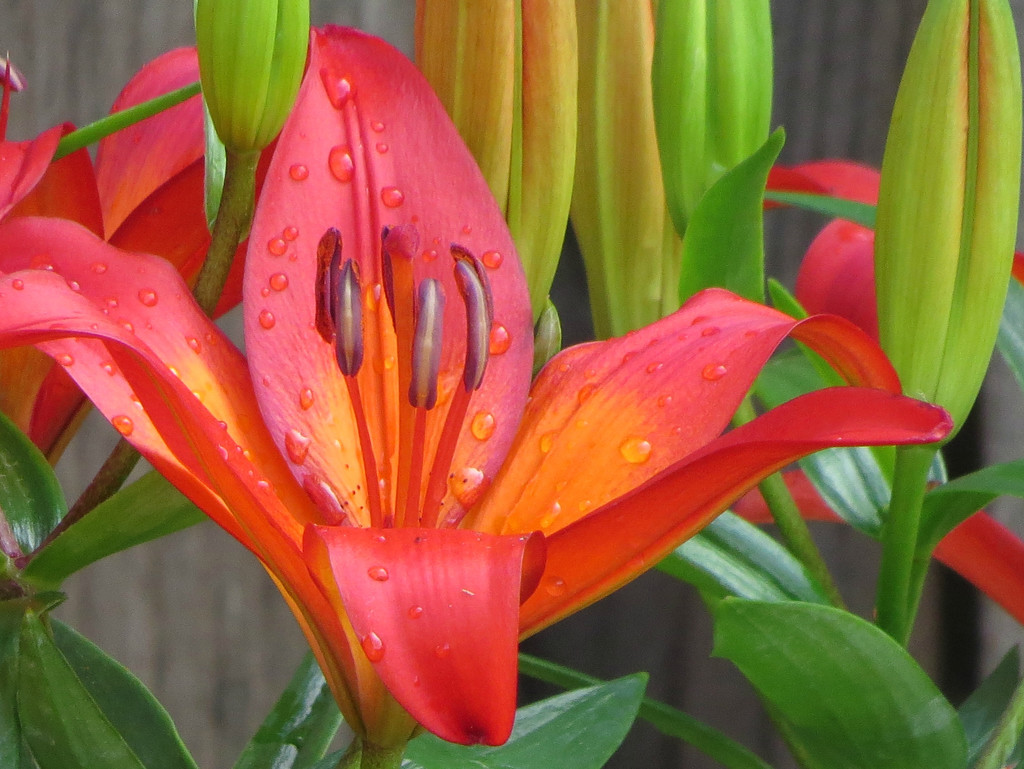 Asiatic Lily by seattlite