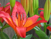 29th Apr 2015 - Asiatic Lily
