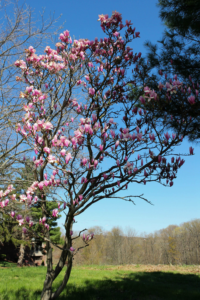 Magnolia tree by mittens