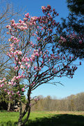 29th Apr 2015 - Magnolia tree