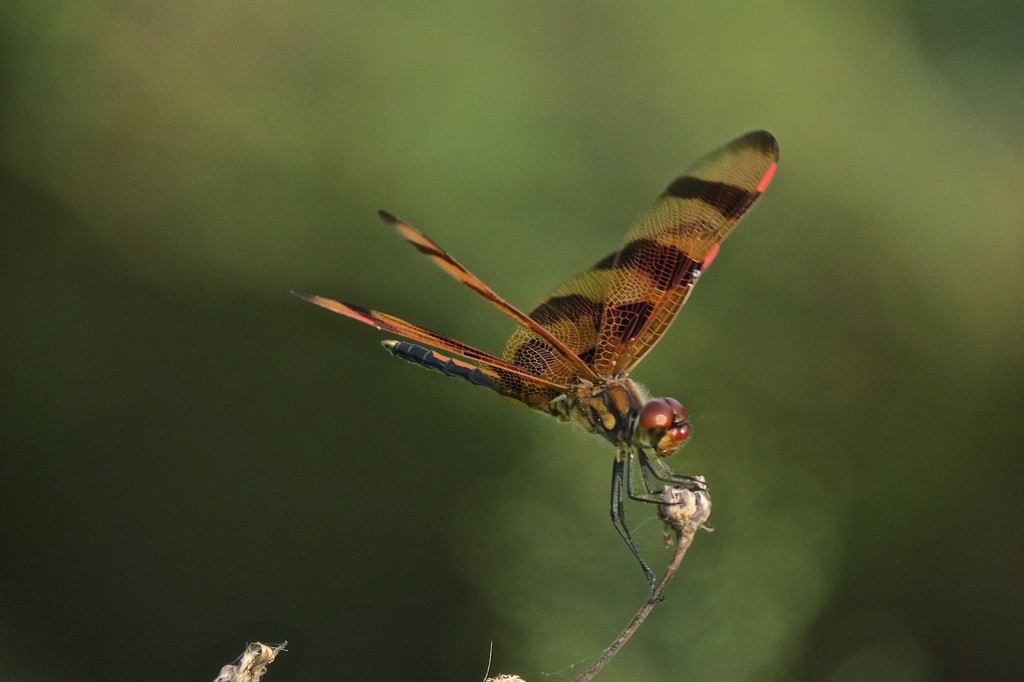 Dragonfly in the Wind by rob257