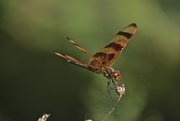 27th Apr 2015 - Dragonfly in the Wind
