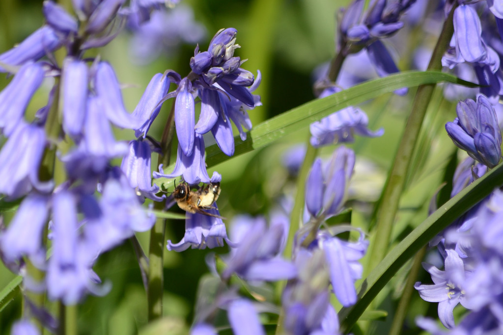 Bluebells and a bee by richardcreese