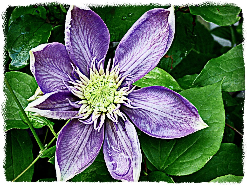 Clematis by peggysirk
