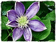29th Apr 2015 - Clematis