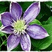 Clematis by peggysirk