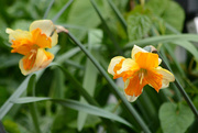 27th Apr 2015 - Last of the Daffodils