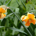 Last of the Daffodils by richardcreese