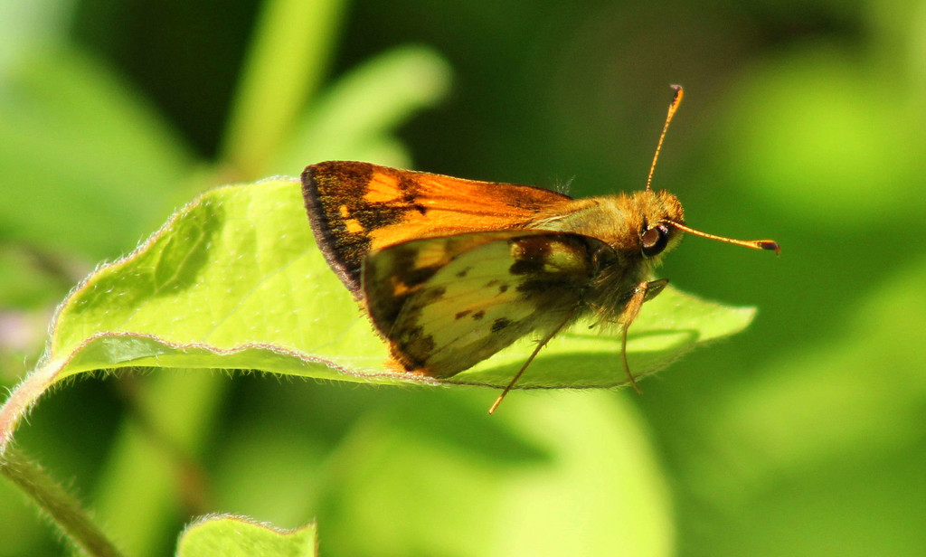 Sunshine and a Skipper butterfly by cjwhite