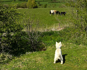 9th Apr 2015 -  9th April 2015 - I spy Cows!!