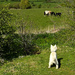  9th April 2015 - I spy Cows!! by pamknowler