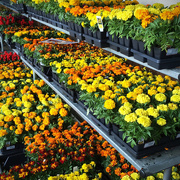 26th Apr 2015 - Marigolds For Sale