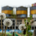 Dandelion Factory by leonbuys83