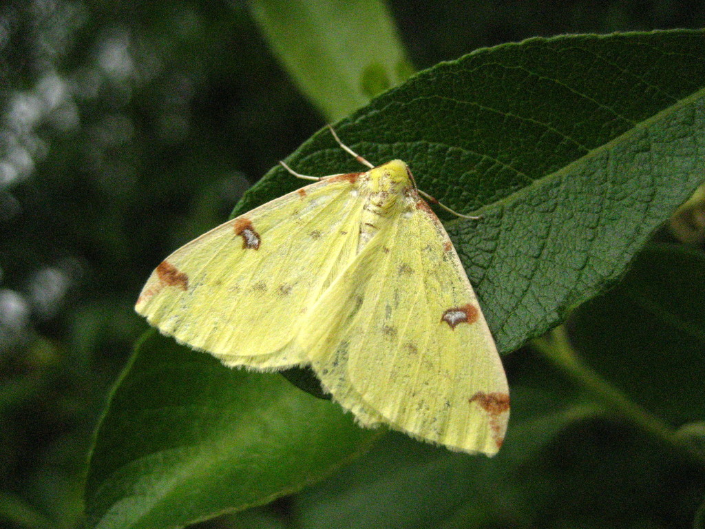 Brimstone moth by steveandkerry