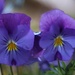 29 April 2015 Winter pansies still looking fresh after April showers by lavenderhouse