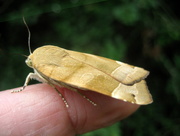 3rd Aug 2014 - broad bordered yellow underwing