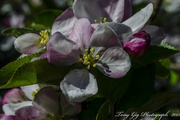 25th Apr 2015 - Apple Blossom