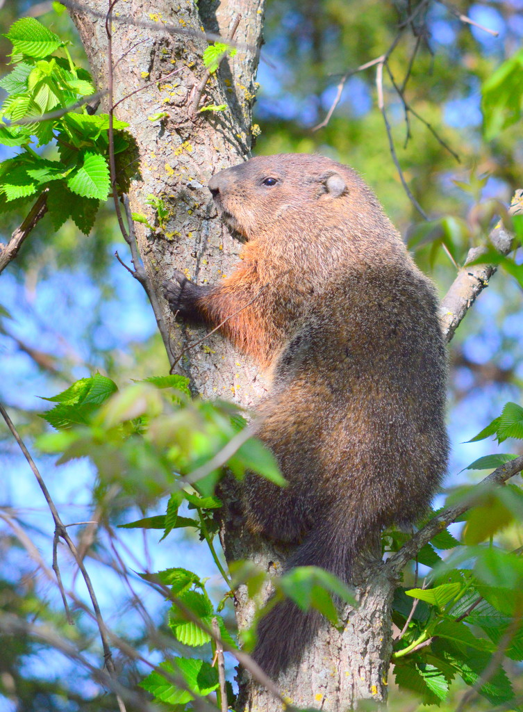 The Groundhog that Got Off the Ground! by kareenking