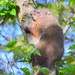 The Groundhog that Got Off the Ground! by kareenking
