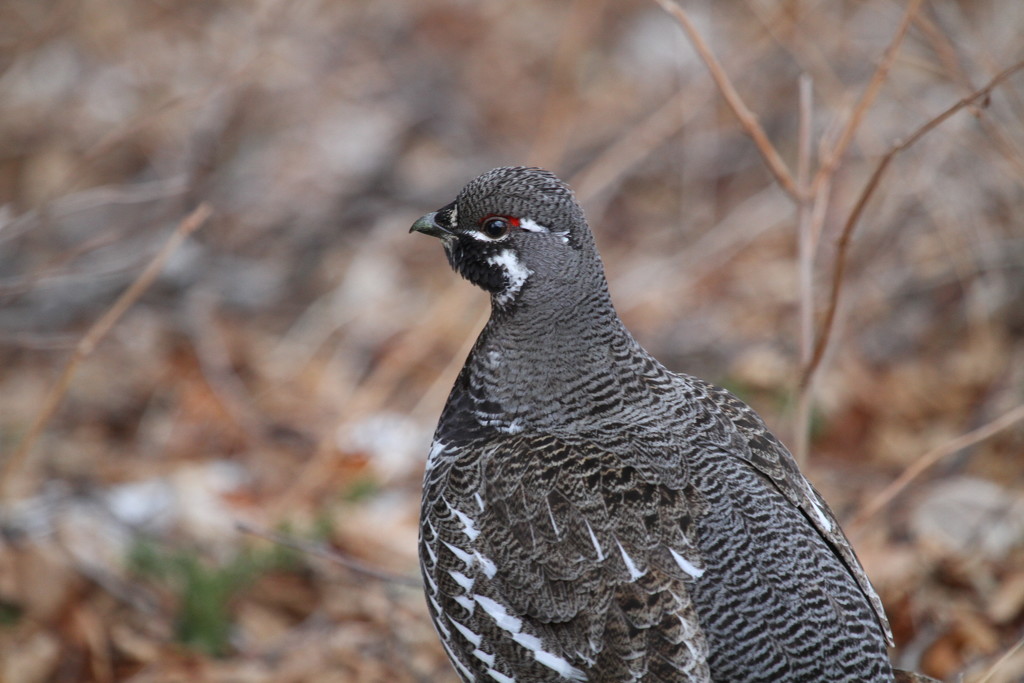 Ruffled Grouse by tosee