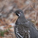 Ruffled Grouse by tosee