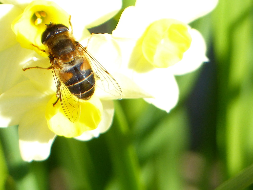  European Hoverfly 2 by susiemc