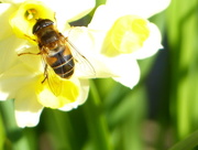 25th Apr 2015 -  European Hoverfly 2