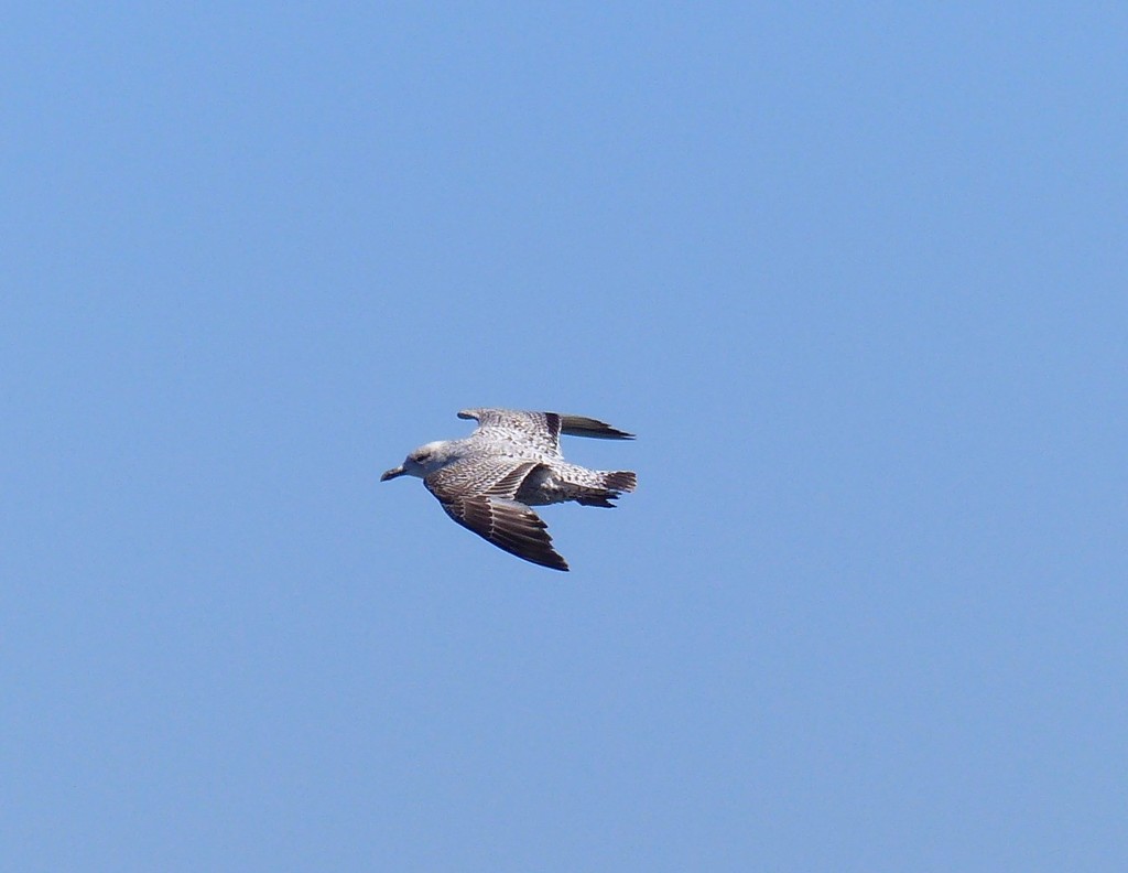 Juvenile Herring Gull by susiemc