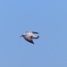 Juvenile Herring Gull by susiemc