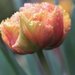 Tulip by callymazoo