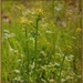Pretty Weeds by essiesue