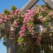 Rose Pavilion by lynne5477