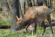 29th Apr 2015 - Elk on the move