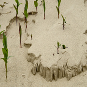 24th Apr 2015 - Sand vs green
