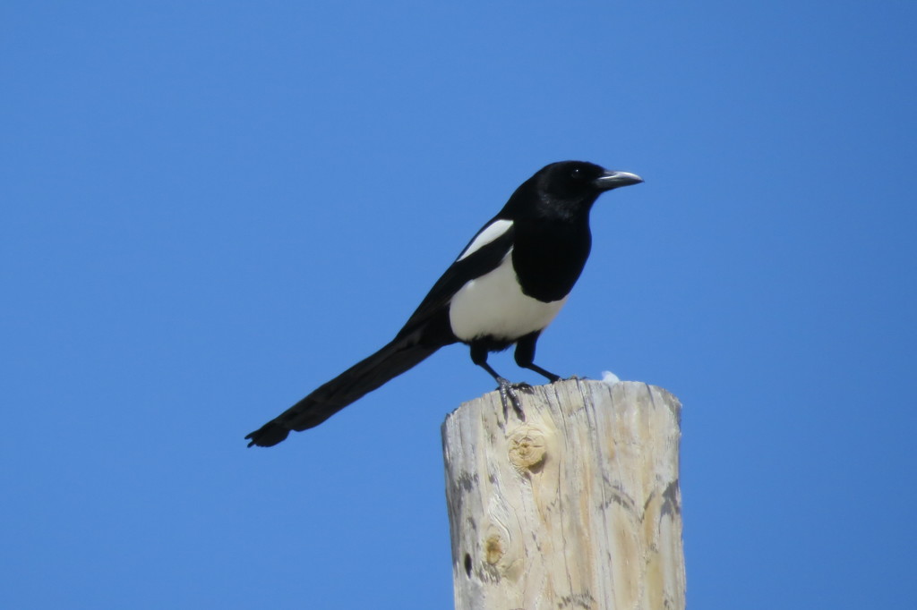 Magpie! by rob257