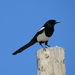 Magpie! by rob257