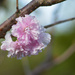 Cherry blossoms by tracys