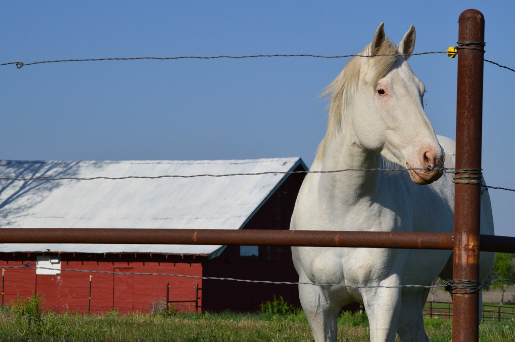 Red, White Beauty, and Blue by kareenking