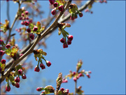 29th Apr 2015 - Cherry Blossom Time