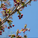Cherry Blossom Time by olivetreeann