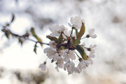 29th Apr 2015 - Spring blossoms